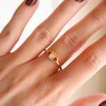 Anillo Numa